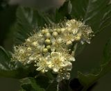 Sorbus intermedia