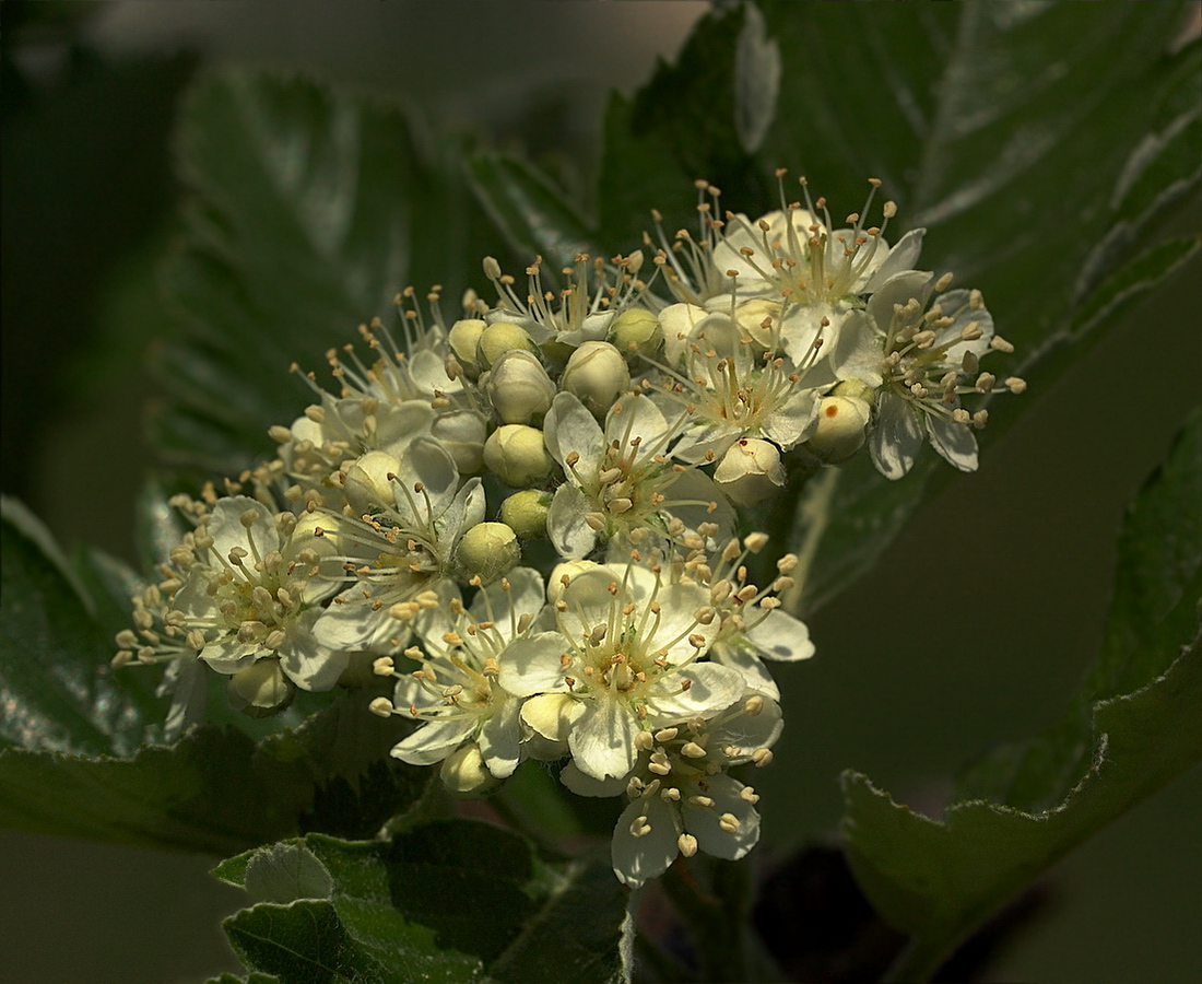 Изображение особи Sorbus intermedia.