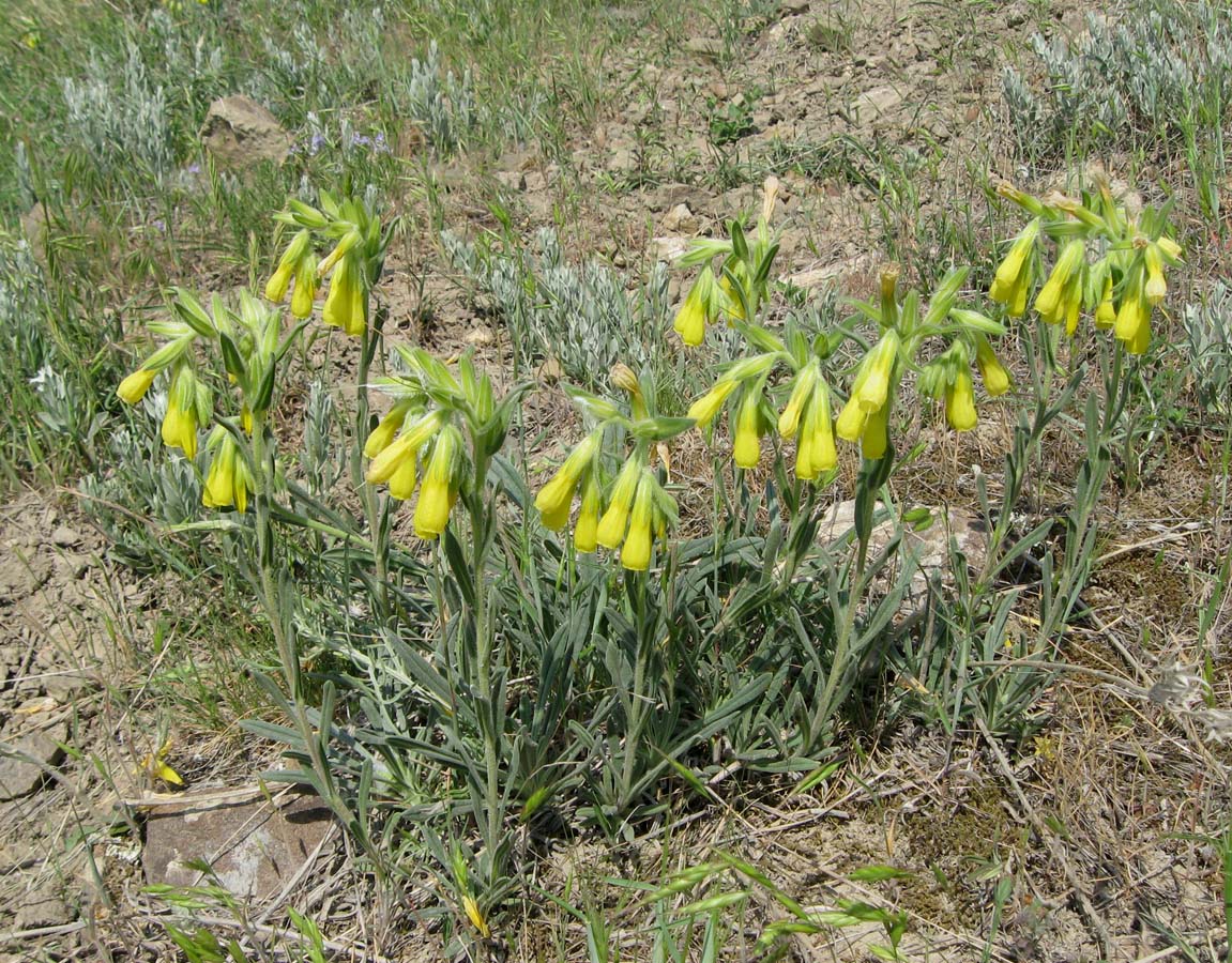 Image of Onosma taurica specimen.