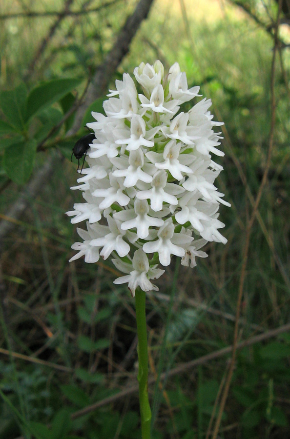 Image of Anacamptis pyramidalis specimen.