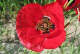 Papaver macrostomum