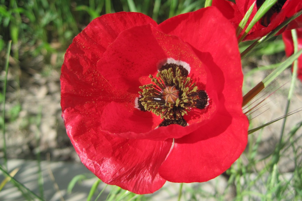 Изображение особи Papaver macrostomum.