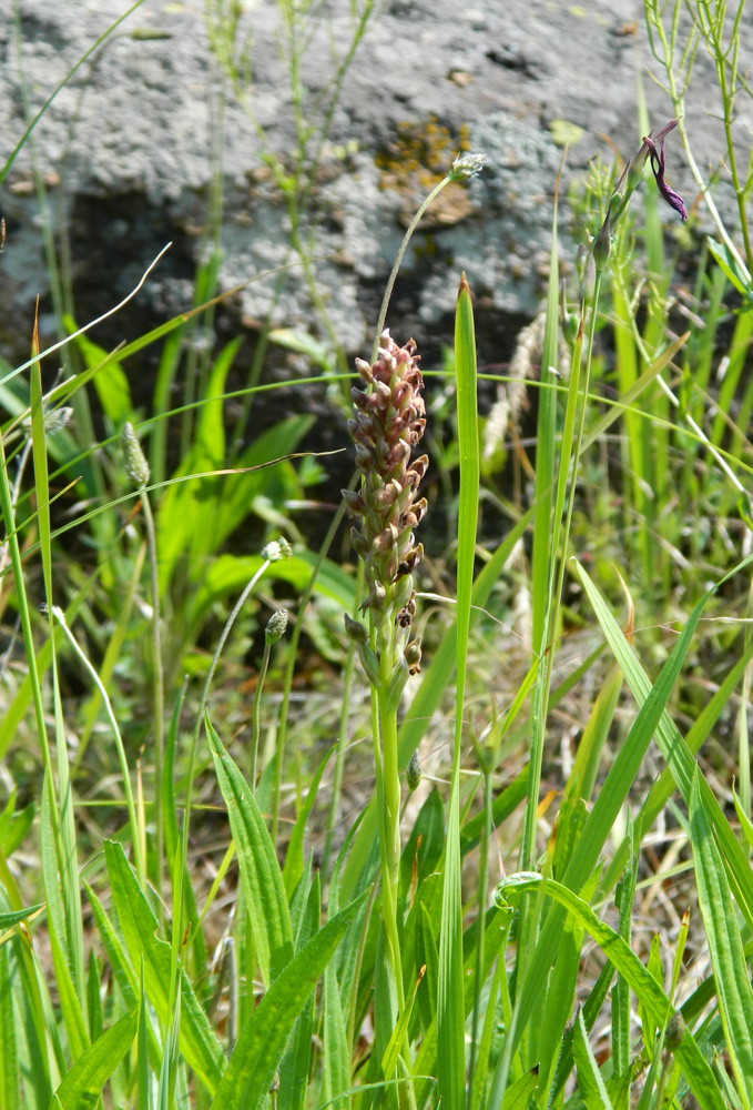 Изображение особи Anacamptis coriophora.