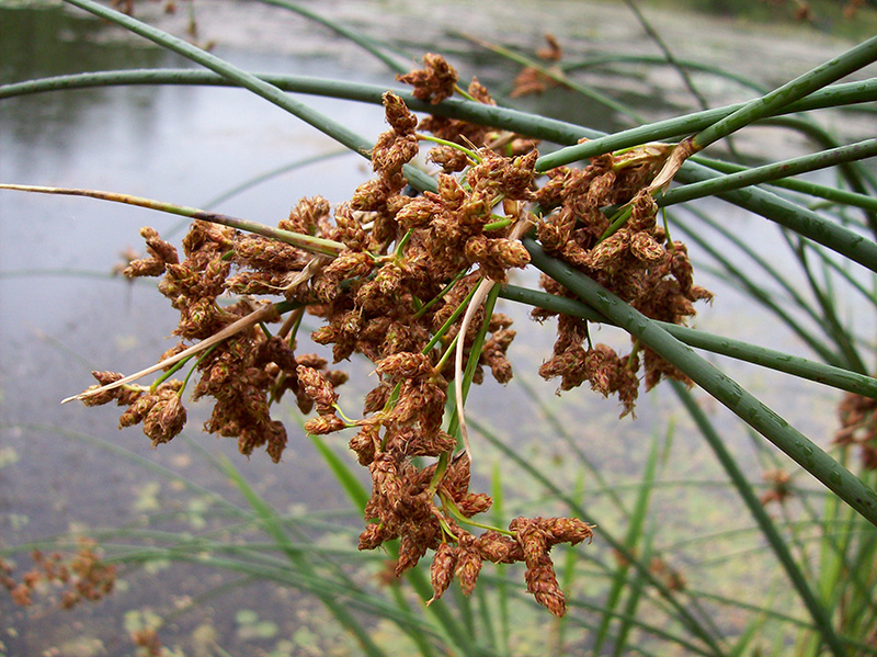 Изображение особи Schoenoplectus lacustris.