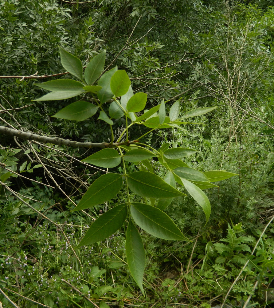 Изображение особи род Fraxinus.