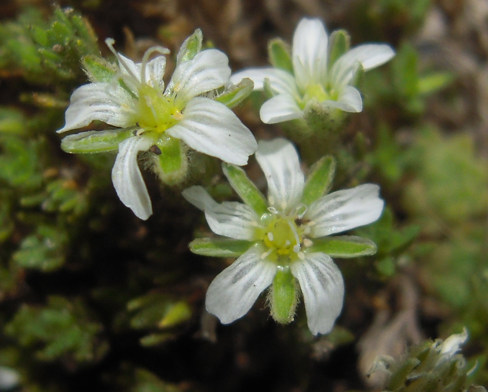 Image of Minuartia inamoena specimen.