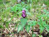 Lamium maculatum