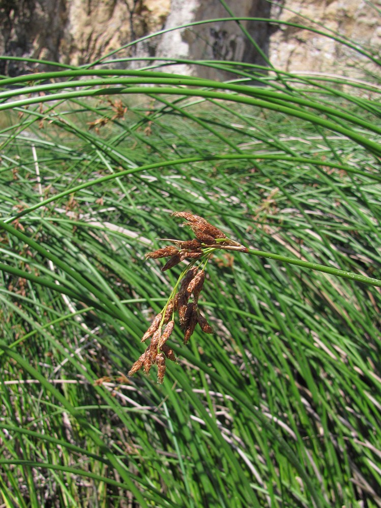 Image of Schoenoplectus lacustris specimen.