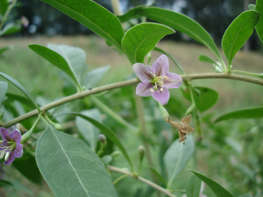 Изображение особи Lycium barbarum.