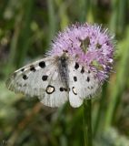 Allium nutans