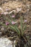 Pseudosedum longidentatum