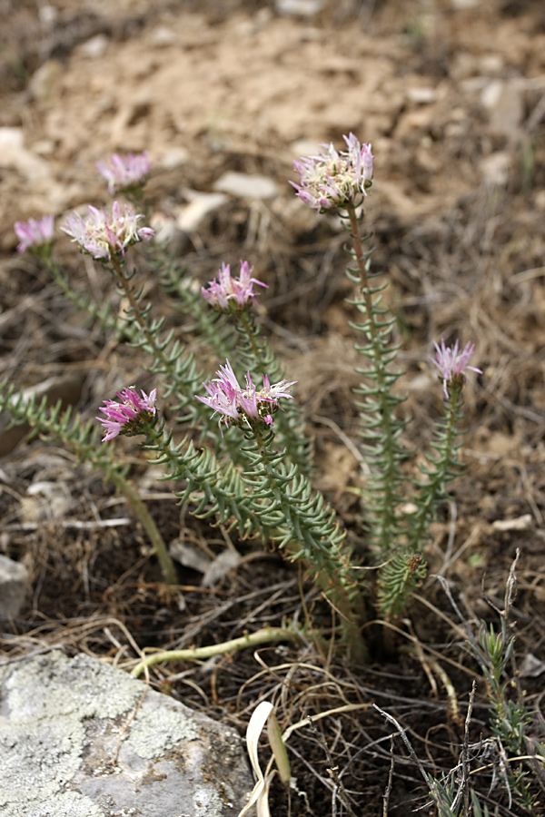 Изображение особи Pseudosedum longidentatum.