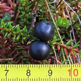 Empetrum nigrum. Часть побега со зрелыми плодами. Тверская обл., Жарковский р-н, болото Пелецкий Мох. 30.08.2012.