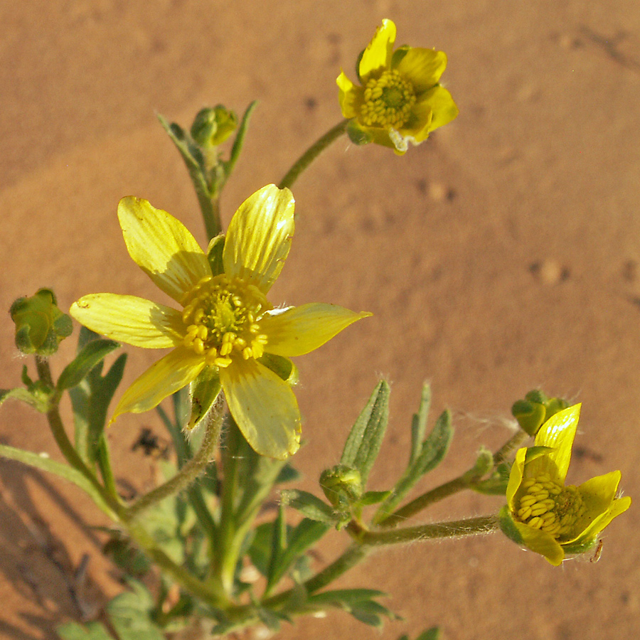 Image of Ranunculus oxyspermus specimen.