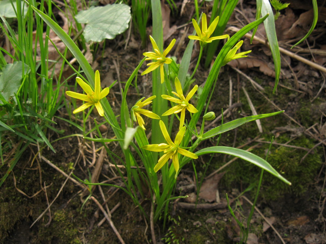 Изображение особи Gagea lutea.