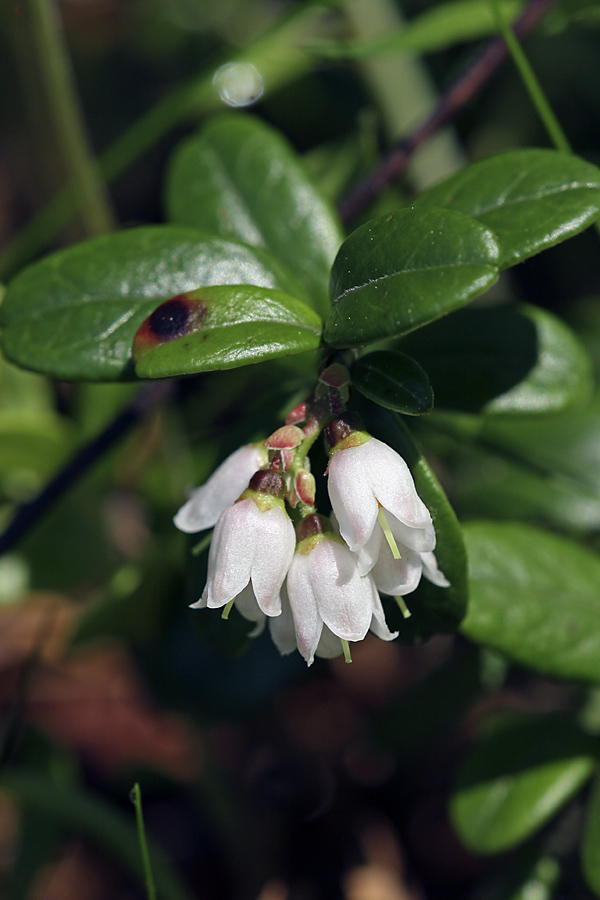 Image of Vaccinium vitis-idaea specimen.