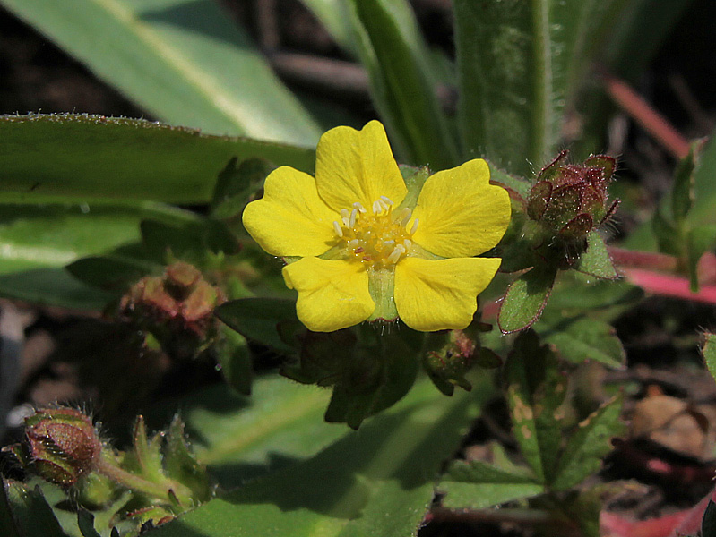 Image of Potentilla heptaphylla specimen.