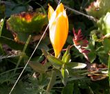 Crocus scharojanii