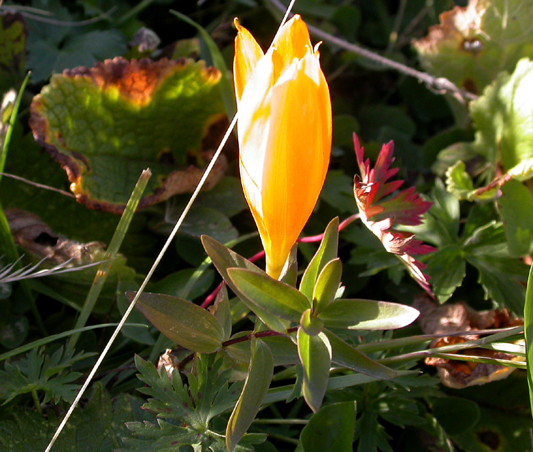 Image of Crocus scharojanii specimen.