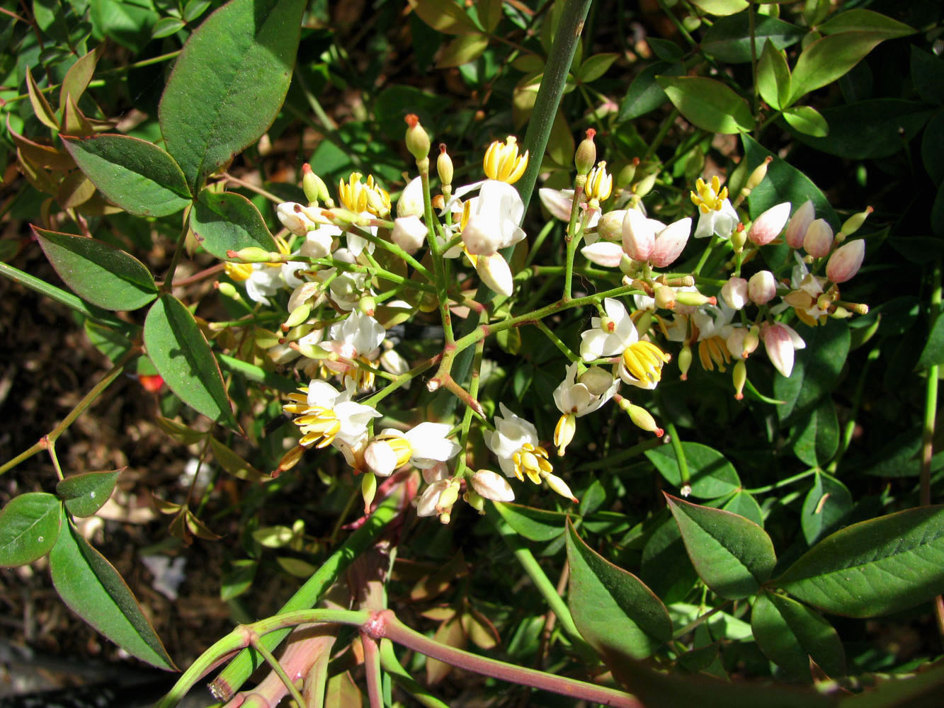Image of Nandina domestica specimen.