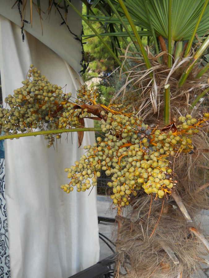 Image of Trachycarpus fortunei specimen.