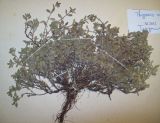 Image of specimen