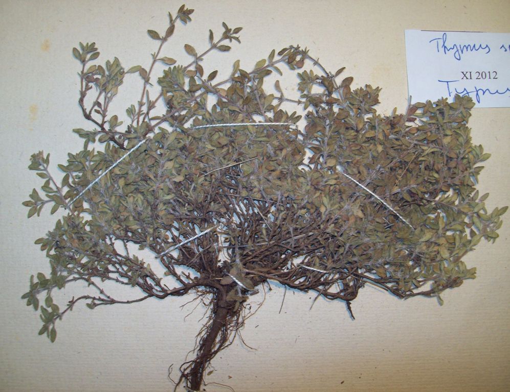 Image of Thymus spryginii specimen.