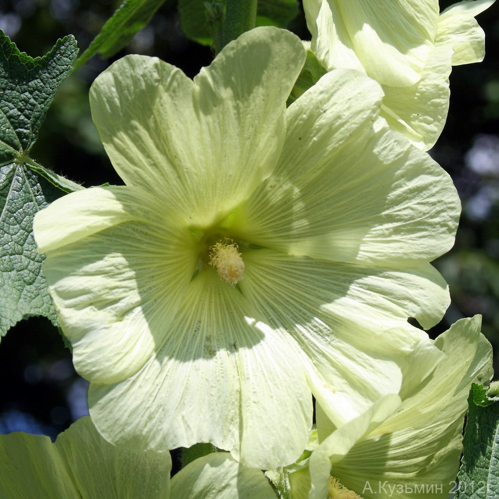 Image of Alcea rugosa specimen.