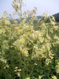 Thalictrum flavum