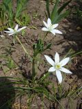 род Ornithogalum