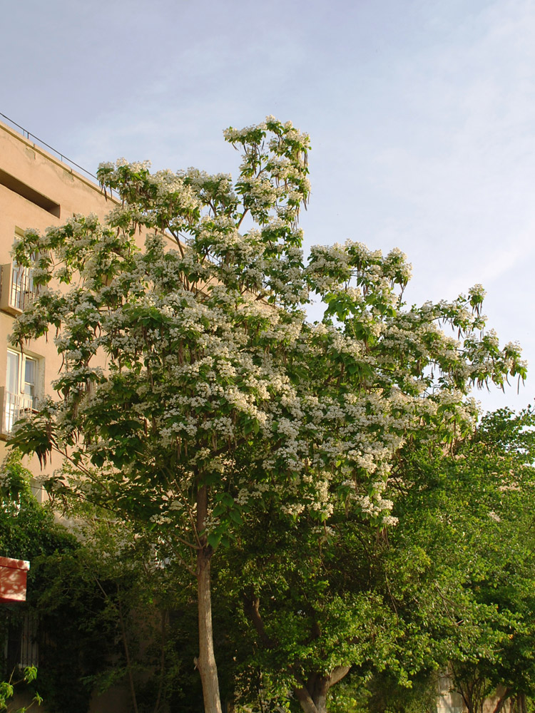 Изображение особи Catalpa bignonioides.