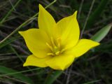 Image of taxon representative. Author is Сергей Одинец