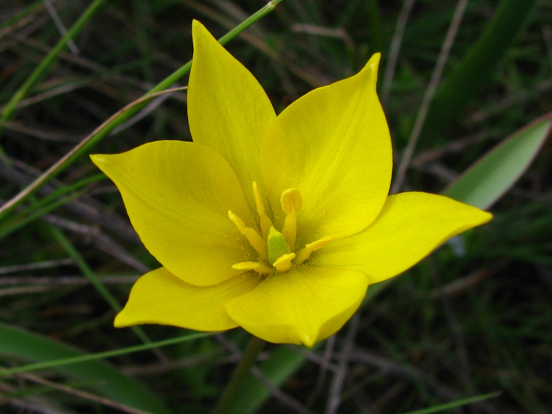 Image of Tulipa biebersteiniana specimen.