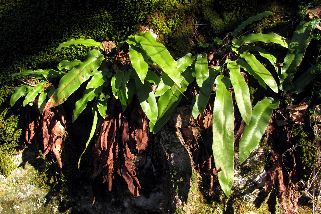 Image of Phyllitis scolopendrium specimen.