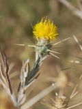 Centaurea solstitialis