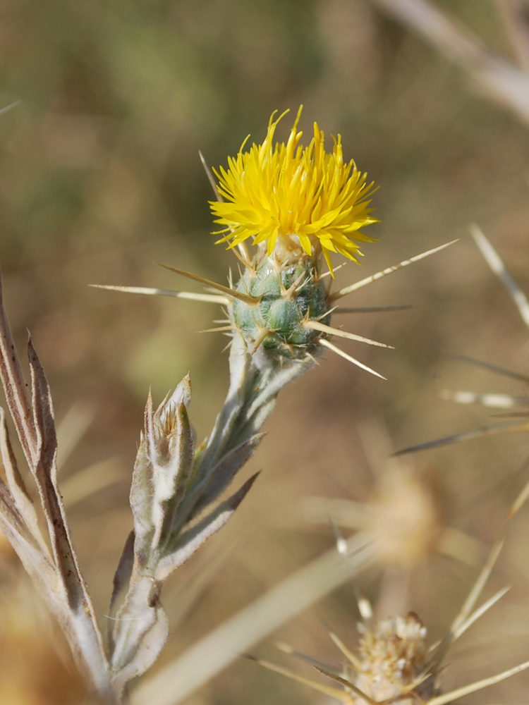 Image of Centaurea solstitialis specimen.