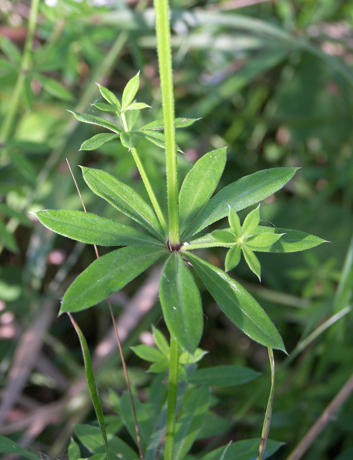 Изображение особи Galium pseudorivale.