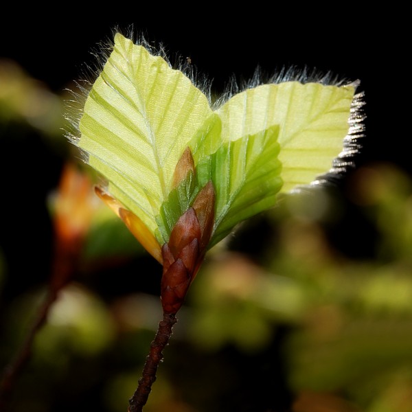 Image of Fagus &times; taurica specimen.