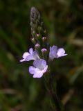 Verbena officinalis