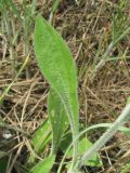 Silene chersonensis