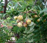 Sorbus domestica. Часть кроны с соплодиями. Хорватия, Истрия, пос. Баньоле, у ограды виллы. 03.09.2012.