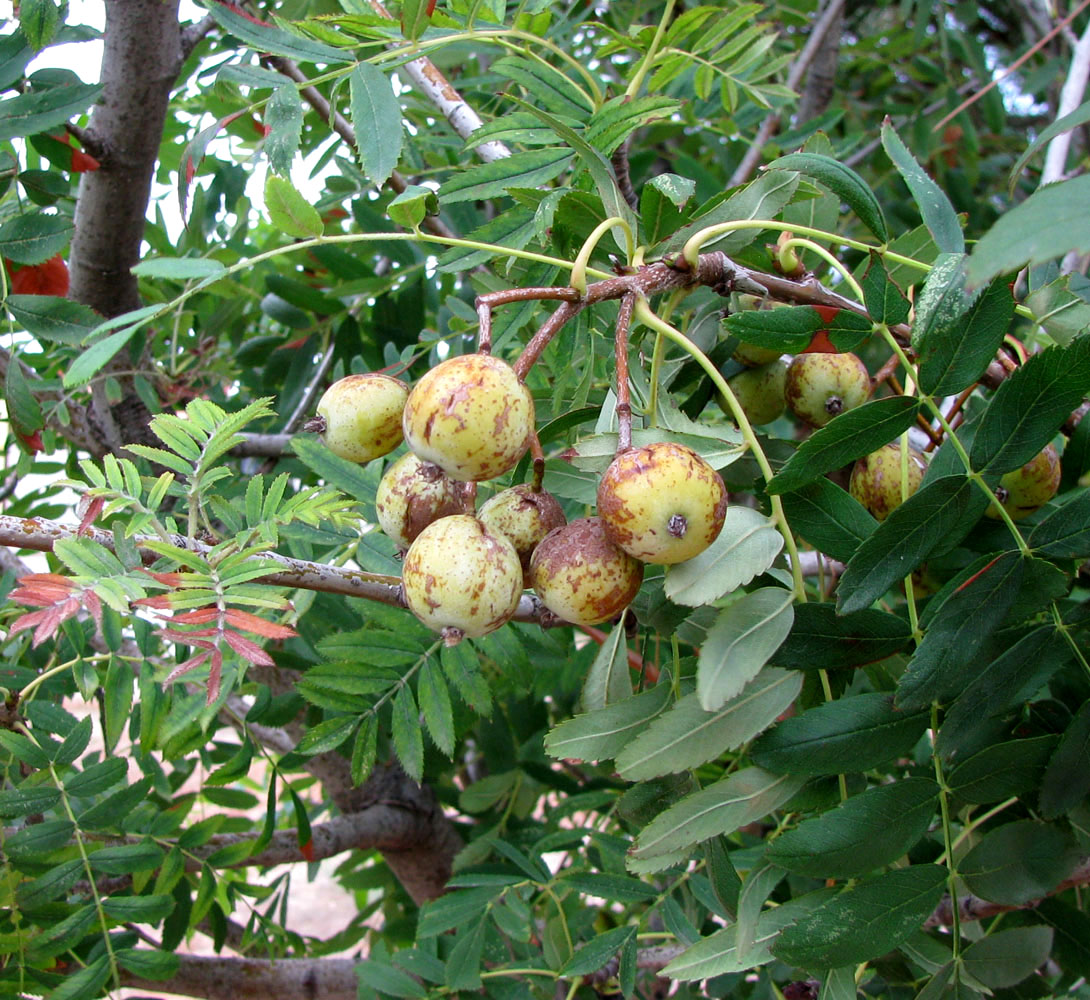 Image of Sorbus domestica specimen.