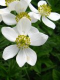 Anemonastrum fasciculatum