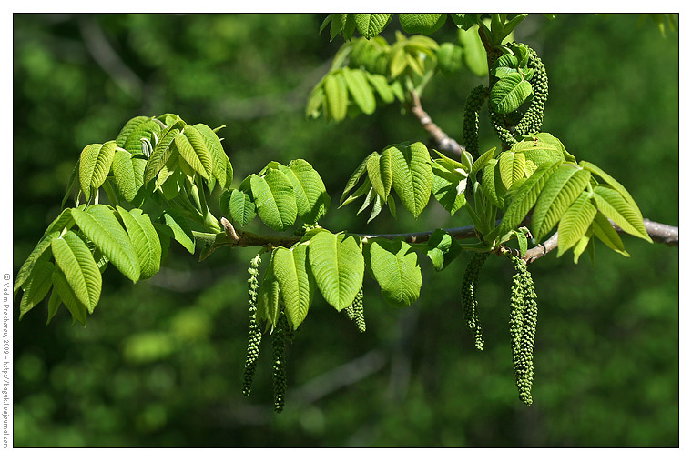 Image of Juglans cinerea specimen.