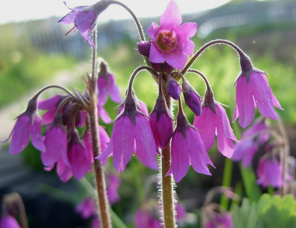 Изображение особи Cortusa sachalinensis.