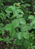 Thermopsis lupinoides