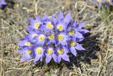 Pulsatilla multifida