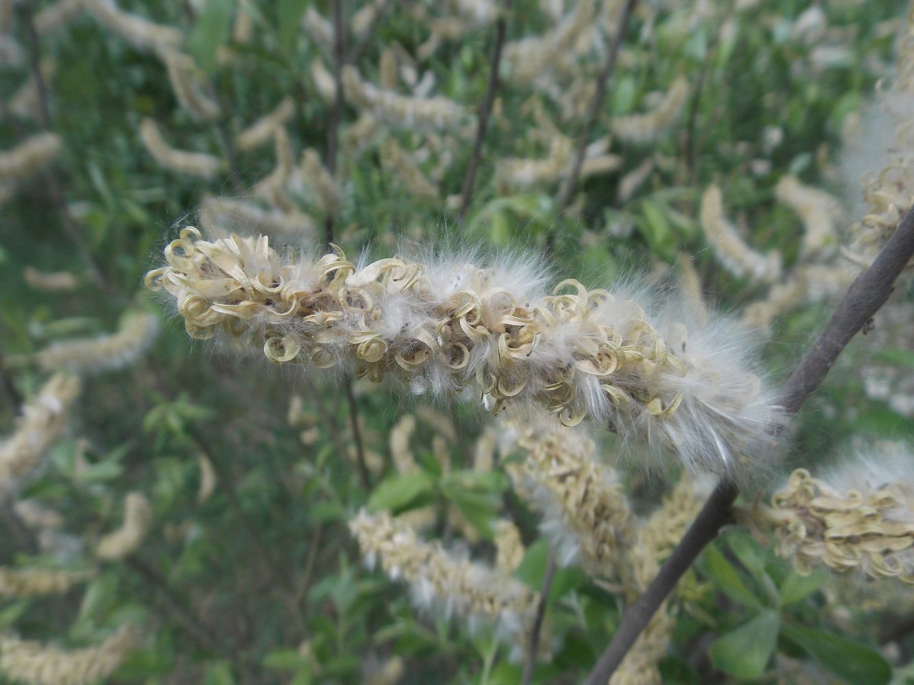Image of Salix cinerea specimen.