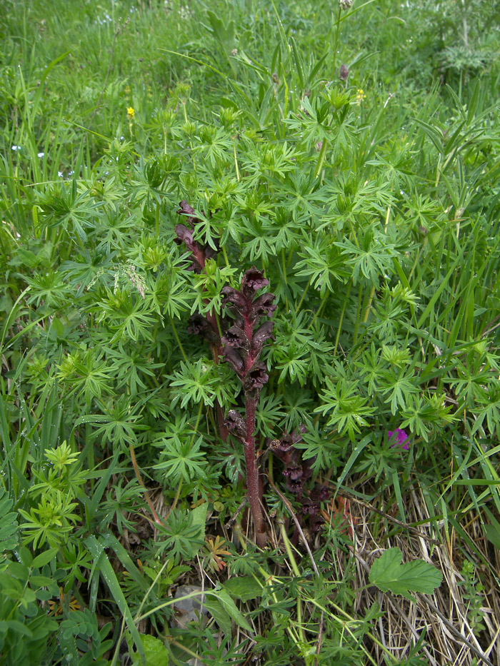 Image of Orobanche gamosepala specimen.