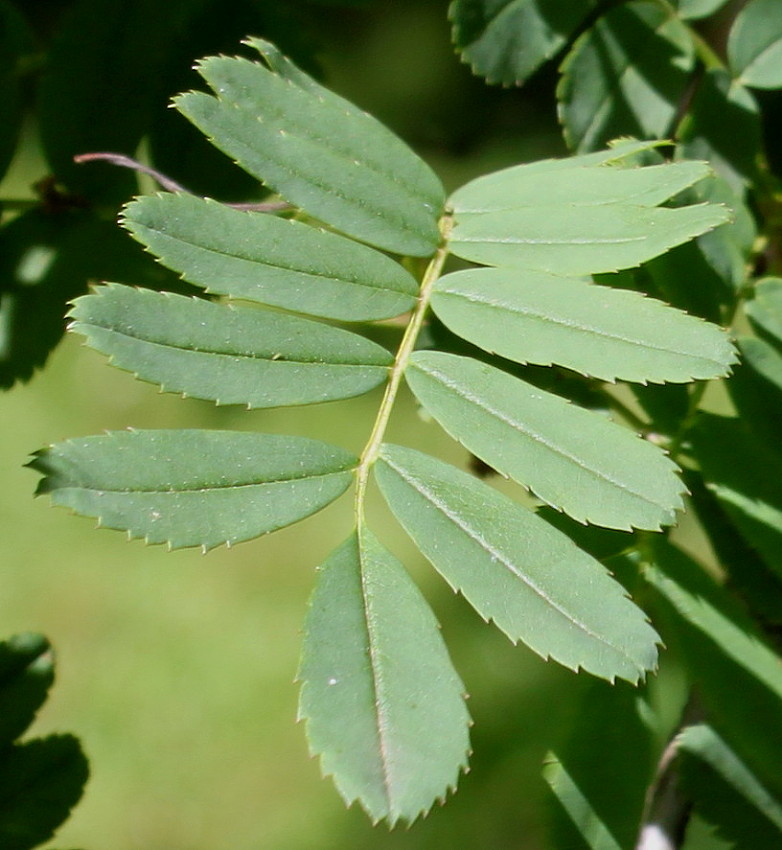 Image of Rosa omeiensis specimen.